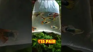 Guppy Fish Price 🤔| Guppy Fish 🐠 #guppy