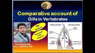 Respiratory system: Comparative account of Gills in vertebrates/ B.Sc. 2nd Sem / Study material
