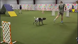 Electra, AKC Agility; Master FAST Q3