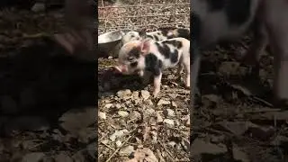Week old mini piglets