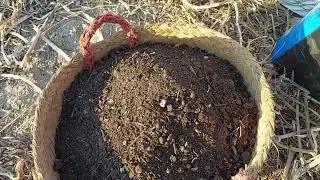 Hoy preparamos la tierra para las patatas de invierno