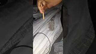 Hamster Eats Cheese For The First Time #shorts #hamsters  #cheese #animals