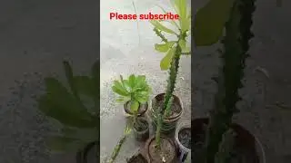 How to Grow Indian Tropical plants ( Euphorbia) ( Trigona) Reporting #shorts #viral