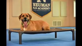 Moe (Cur Mix) Boot Camp Dog Training Video Demonstration