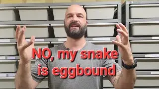 Oh No! My Snake is Eggbound. I Have to Save Her Life!