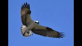 Birds of the Celery Fields