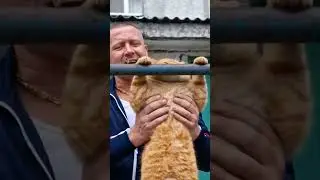 🐈 Кот Борис тренируется под строгим присмотром 😂 #shorts #FunnyAnimals #RussianStyle
