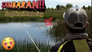 🔴 MANCING IKAN PREDAROR ITU SAMBARAN NYA MAHAL || uji mamisi
