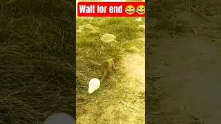 🤣🤣💯💯 #xxv50 #funny #xxv #comedy #2025 #sortfeed #monkey video #dog video #girl video #funny video