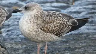 Lesser Black-backed Gull, Larus fuscus, 1cy, Maasvlakte, ZH, the Netherlands, 24 Oct 2025 (61)