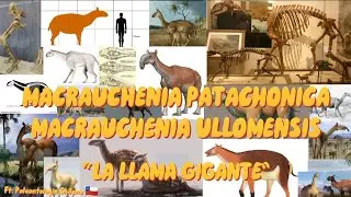 PALEOPEDIA: MACRAUCHENIA PATACHONICA Y MACRAUCHENIA ULLOMENSIS (CON UN INVITADO ESPECIAL)