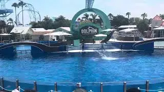 Dolphin show at sea world California