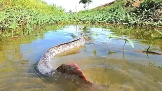Best hand fishing  ! Catch a lot of fish in the canals and then grill them.