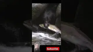Crack Bear Catching a Salmon #bear #nature