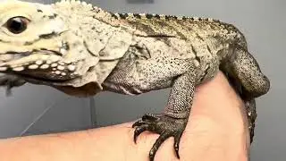 10/7/25 Cuban Rock Iguana Female 