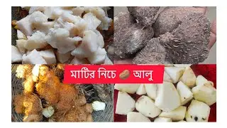 আজকের সকালের নাস্তায় ইন্ডিয়ান স্টাইল এর তরকা আর লুচি 🫕 মাটির নিচে আলু দিয়ে চিংড়ি 🍤 মাছ 