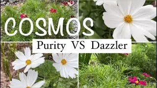 Review📝Cosmos Purity VS Dazzler🌸How Do They Compare?