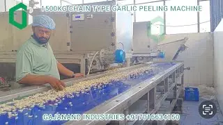 1500kg chain type garlic peeling machine ~ gajanand industries 