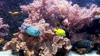 Akwarium morskie - relax :)Marine aquarium and chillout #marineaquariumfish#relaxingmusic #fish