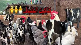 كتاكيت الخليط للبيع فين وصلت العجلة شنو درت مع بيض البط المسكوفي اجواء البادية 0642416224