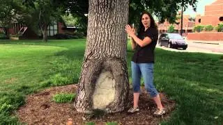 Tree Cavities
