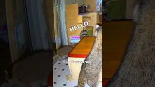 How I solve the raccoon problem?