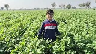 Potato 🥔 variety RAVI RED . 58 days crop . Gill Agro Farm Mian Channu. 📲 03007923223.