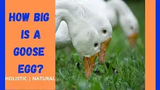 🦆🥚🦢 How Big Is A Goose Egg?