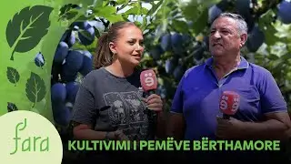 FARA &ndash;KULTIVIMI I PEMEVE BERTHAMORE 31.08.2025 @teve1