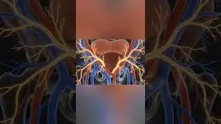 Vaginal Blood Supply and Nerves &mdash; 3D Medical Visualization