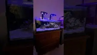 Новое оформление для аквариума с мягкими рыбами объемом 30 галлонов!