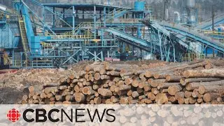 Canada officially challenging 'unfair' U.S. duties on softwood lumber