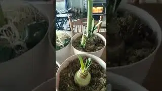 #redlion #pinksurprise #dancingqueen #doublenymph #amaryllis #hippeastrum #shortvideo