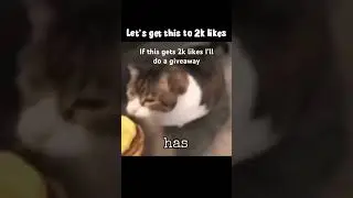 Kitty you can have cheeseburger#cat#meme#cheeseburger