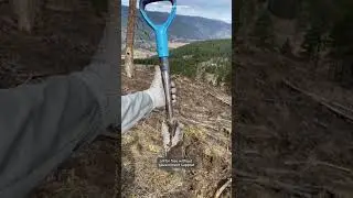 23,000 Trees in One Day!