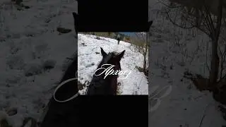 #music #архыз #зима #лошади #кони #горы #гора #winter #wildlife #freedom #mountains #winter2026