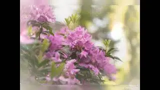 いつも何度でも(千と千尋の神隠し)