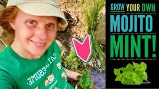 Grow Your Own Mojito Mint at Home