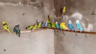 How to start Australian parrot/Bagri totay new Colony setup