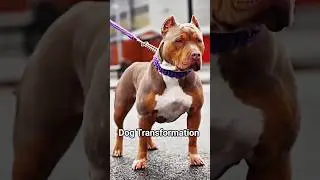Small to Big Dog Transformation || #animals #shorts #wildanimals #usashorts #USA #cutedog #dogshorts