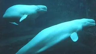 Beluga whales (Delphinapterus leucas) - underwater sounds