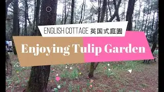 Enjoying Tulip Garden at English Cottage #英国式庭園