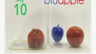 time lapse Tomato