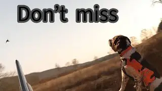 Late season pa  pheasant hunt public land