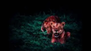 ASMR Magic: Gentle Lion Roars to Vanish Stress & Send You to Dreamland!