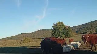 Življenje s kravami 11. del
