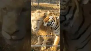 The friendship between a lion and a tiger. #healing #animals #tiger #lion #shortvideo #friends