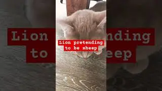 Don&rsquo;t check the sound #pov #relatable #cat #foryoupage