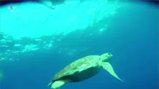 Isola d'Elba, la maestosa 