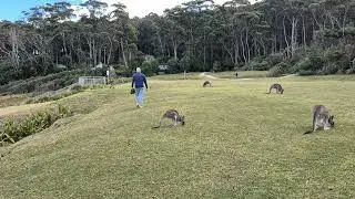 9 Pebbly Beach kangaroos